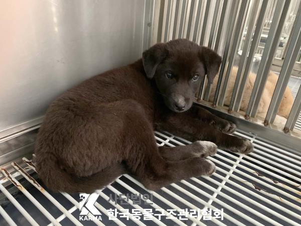 한국동물구조관리협회_441409202500558